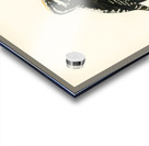 Three-toed woodpecker Picoides Tridactylu Acrylic print