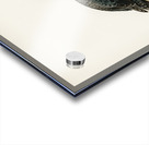 Surf Scoter male Oidemia perspicillata Acrylic print