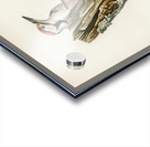 White-backed woodpecker 1♀  2♂ Dryobates leucotus Acrylic print