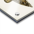 Great snipe Capella media Acrylic print