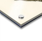 Eurasian wryneck Jynx torquilla Acrylic print