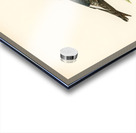 Young common house-martin Hirundo urbica Acrylic print