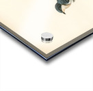 Hybrid between common house-martin and barn swallow Chelidon rustica L.xHirundo urbica Acrylic print