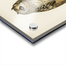 Short-eared Owl Asio flammeus Acrylic print