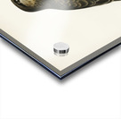 Common Buzzard BUTEO BUTEO Acrylic print