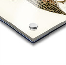 Common Buzzard BUTEO BUTEO Acrylic print