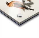 Common Buzzard BUTEO BUTEO Acrylic print