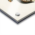 Horned grebe-in spring Podiceps auritus Acrylic print