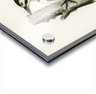 Great spotted woodpecker-male Dryobates major Acrylic print