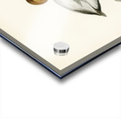 Common Pochard male ♂ Nyroca ferina Acrylic print