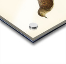 Common cuckoo-female ♀ Cuculus canorus Acrylic print