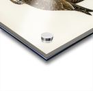 Eurasian Sparrowhawk Accipiter nisus Acrylic print