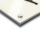 Tree pipit Anthus trivialis Acrylic print