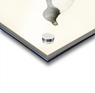 Razorbill Alca torda Acrylic print