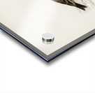 Horned lark Eremophila alpestris flava Acrylic print