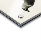 Western jackdaw Coloeus monedula Acrylic print