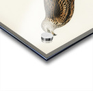 Red Kite Milvus milvus Acrylic print