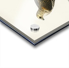 Rough-legged Hawk TRIORCHIS LAGOPUS Acrylic print