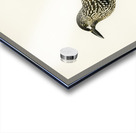 Spotted Nutcracker Nucifraga caryocatactes Acrylic print