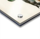 Cinnamon teal Spatula cyanoptera Acrylic print