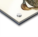 Northern Pintail Anas [dafila] acuta Acrylic print