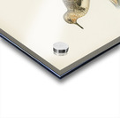 Sanderling Crocethia alba Acrylic print