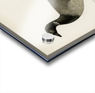 Brant Goose Branta bernicla Acrylic print