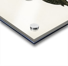 Black scoter female Oidemia nigra Acrylic print