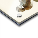 Greate Scaup Scaup male ♂ Nyroca marila Acrylic print