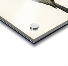 Blackbird ♀ Turdus merula Impression Acrylique