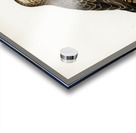 Common Buzzard Buteo buteo intermedius Acrylic print