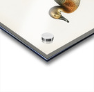 Common Pochard female Nyroca ferina Acrylic print