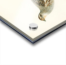 Grey partridge PERDIX PERDIX Acrylic print