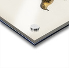 Red-throated pipit Anthus cervinus bird Acrylic print