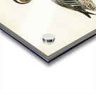 Garganey male Anas querquedula Acrylic print