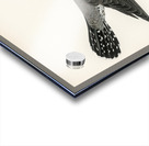 Common cuckoo-male Cuculus canorus Acrylic print