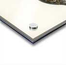 Western capercaillie TETRAO UROGALLUS Acrylic print