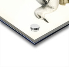 Black guillemot URIA GRYLLE Acrylic print