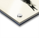 Lesser blak-backed gull Larus fuscus Acrylic print