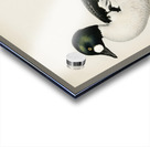 Lesser blak-backed gull Larus fuscus Acrylic print