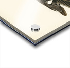 Goldeneye female Bucephala clangula Acrylic print