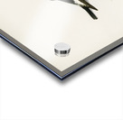 Collared flycatcher Muscicapa collaris Acrylic print