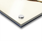 Common rosefinch male Carpodacus erythrinus Acrylic print