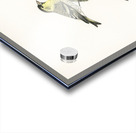 Siskin  Spinus spinus 1♂ 2♀ Acrylic print