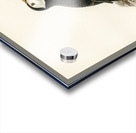 Atlantic puffin Fratercula arctica Acrylic print