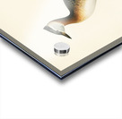 Red-necked grebe male Odiceps grisegena Acrylic print