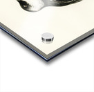 Little auk Alle alle Acrylic print