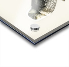 Northern hawk-owl SURNIA ULULA Acrylic print