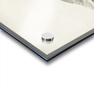 LARUS LEUCOPTERUS Acrylic print