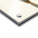 Siberian Jay Perisoreus infaustus Acrylic print